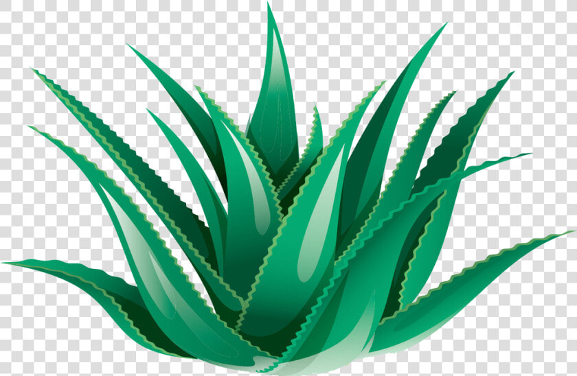 Aloe Vera Clipart   Aloe Vera Watercolor Transparent  HD Png DownloadTransparent PNG