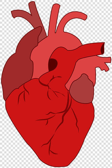 Corazón  Sangre   Real Heart Clipart  HD Png DownloadTransparent PNG