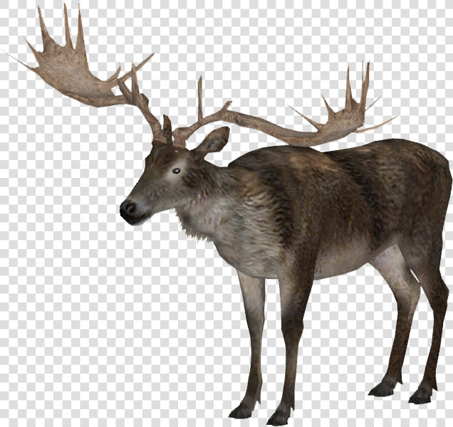 Elk Png Background   Elk  Transparent PngTransparent PNG