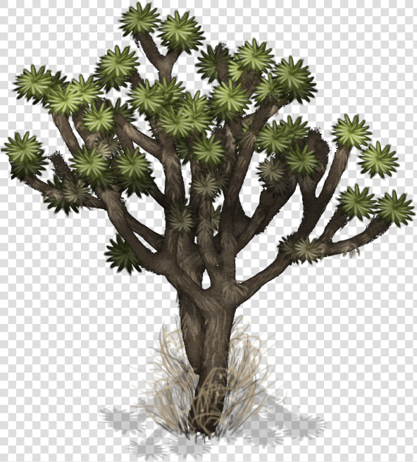 Aerial Trees Png  big Tree Png  Transparent Png   Sabal Palmetto  Png DownloadTransparent PNG