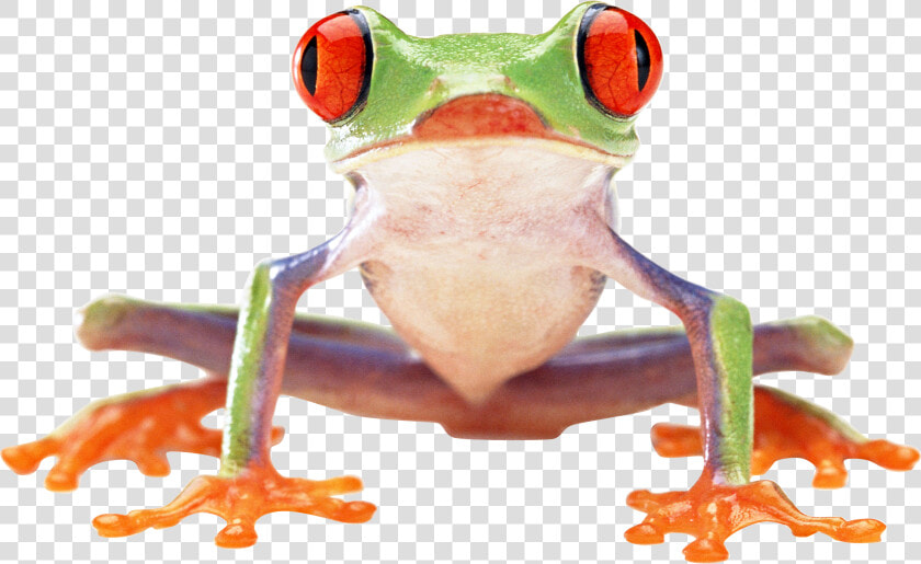 Frog Png Image   Red Eyed Tree Frog Front  Transparent PngTransparent PNG