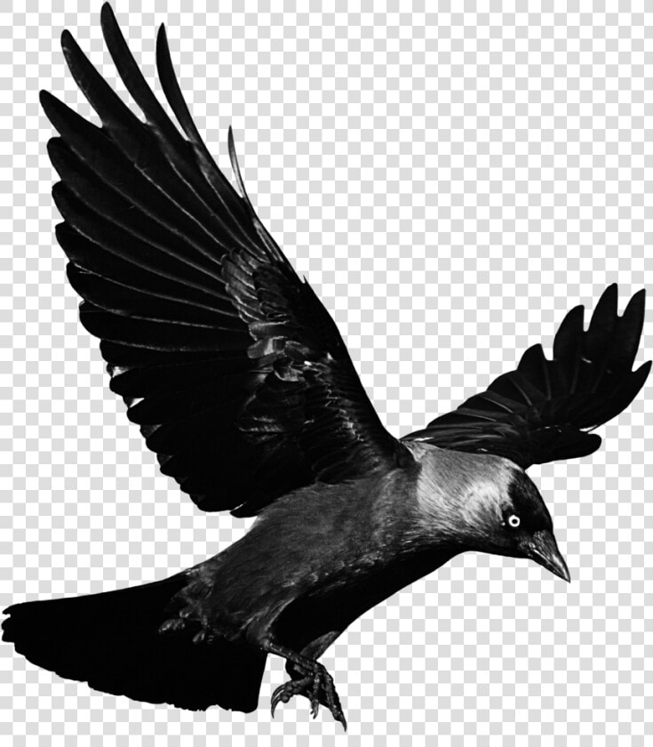  cuervo  pajaro  negro  glitch  terror  miedo  ave   Transparent Background Raven Png  Png DownloadTransparent PNG