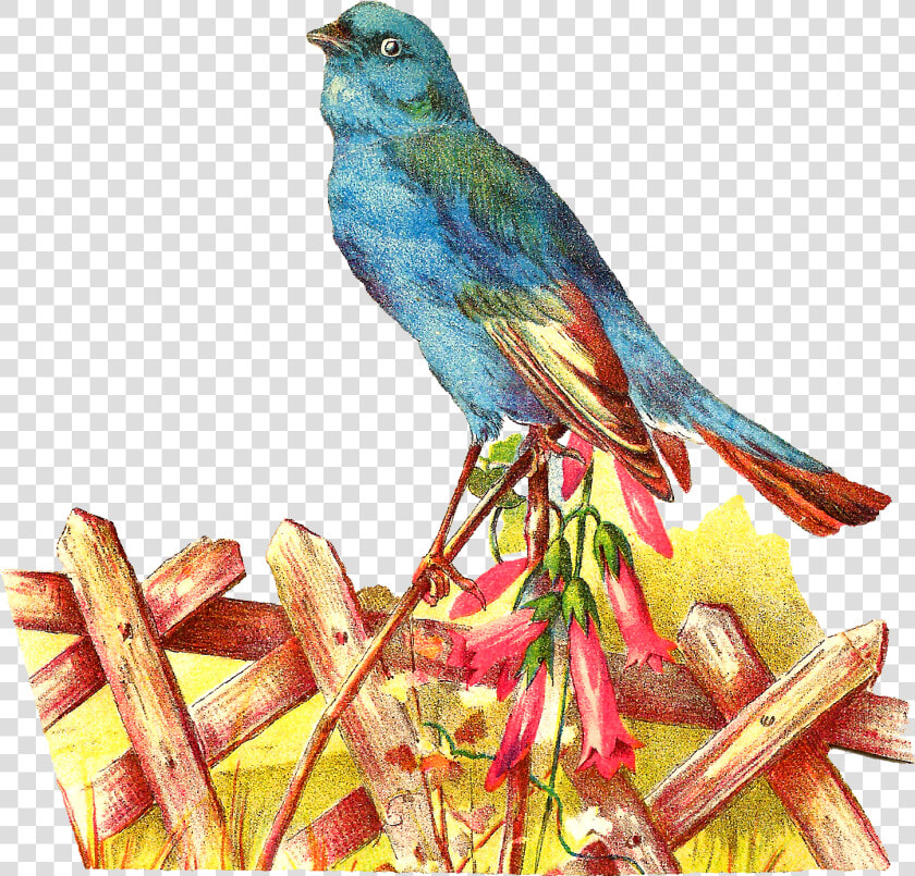 Pet Clipart Blue Bird   Mountain Bluebird  HD Png DownloadTransparent PNG