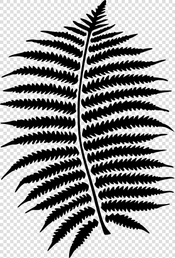 Clip Art Ferns Clipart Transparent Png   Png Download   Fern Clipart Black And White  Png DownloadTransparent PNG