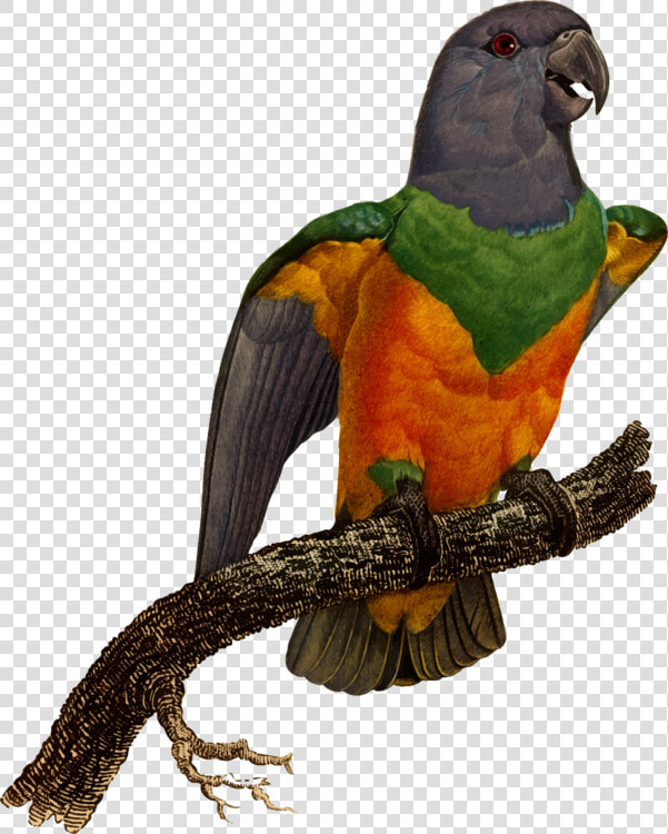 Macaw parrot bird   Macaw  HD Png DownloadTransparent PNG