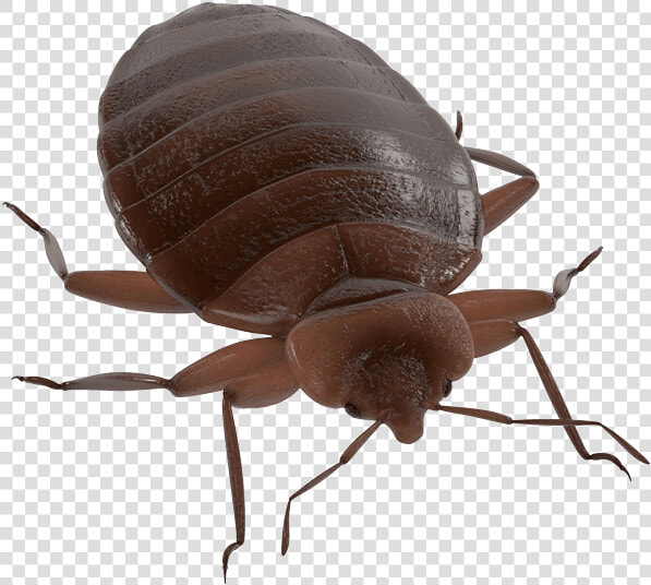 Pest Management Services Bed Bug In Merced  Ca   Weevil  HD Png DownloadTransparent PNG