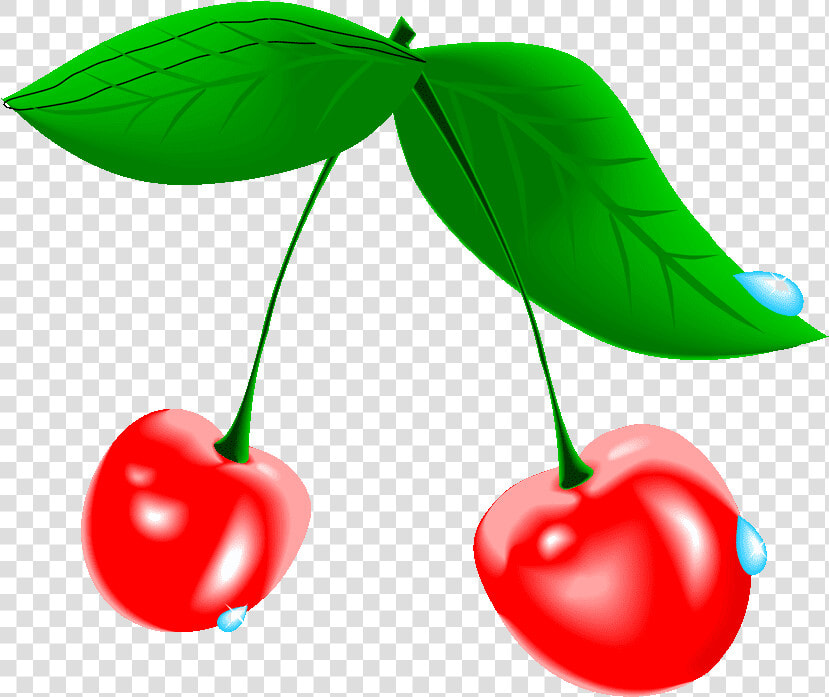 Cherry Tree Clipart At Free For Personal Transparent   Cherry Blossom Fruit Png  Png DownloadTransparent PNG