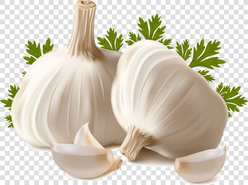 Garlic Png Image   Garlic Png  Transparent PngTransparent PNG