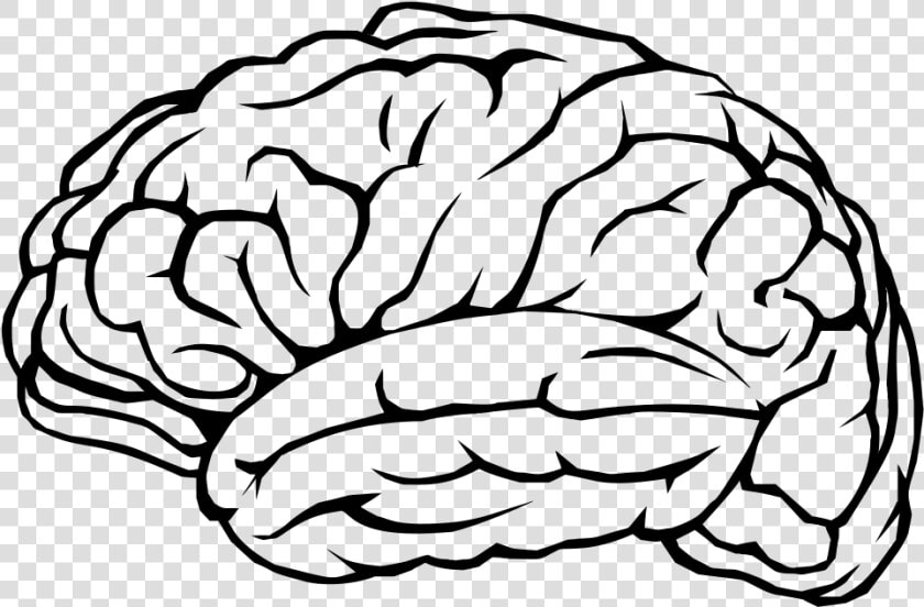 Human Brain Cognitive Training Neuron Clip Art   Brain Outline Transparent Background  HD Png DownloadTransparent PNG