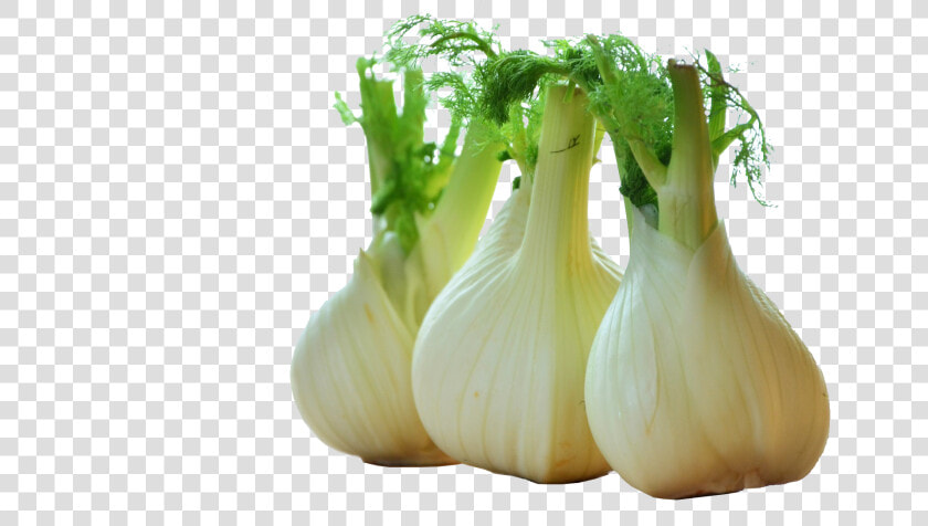 Fennel Drawing Celery   Png Download   Fenchel  Transparent PngTransparent PNG