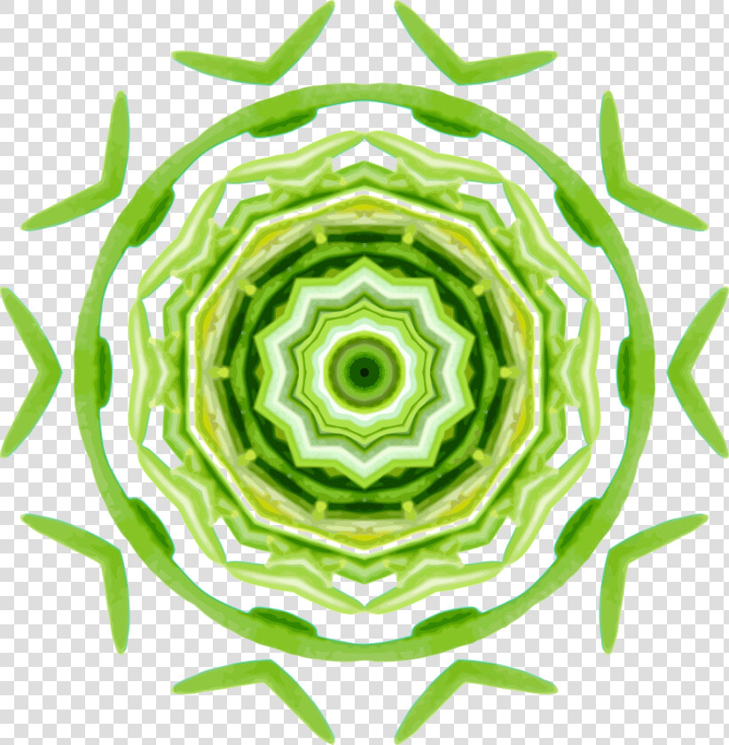 Plant flower symmetry  HD Png DownloadTransparent PNG