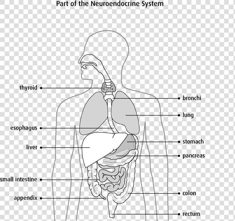 Gi Drawing Human Pancreas   Sketch  HD Png DownloadTransparent PNG