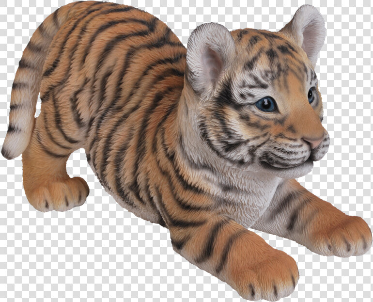 Tiger Cub Png   Real Baby Tiger Png  Transparent PngTransparent PNG