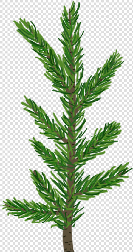 Alt Text   Transparent Pine Tree Leaves  HD Png DownloadTransparent PNG