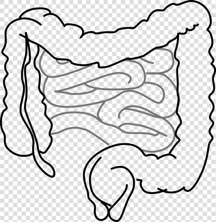 Intestines  Bowel  Guts  Intestinal  Gastrointestinal   Intestines Clipart  HD Png DownloadTransparent PNG