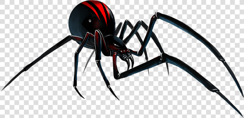 Spider black Spider   Transparent Background Black Widow Spider Png  Png DownloadTransparent PNG