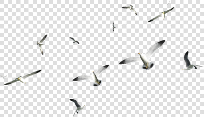 Transparent Seagul Png   Birds On Sea Png  Png DownloadTransparent PNG