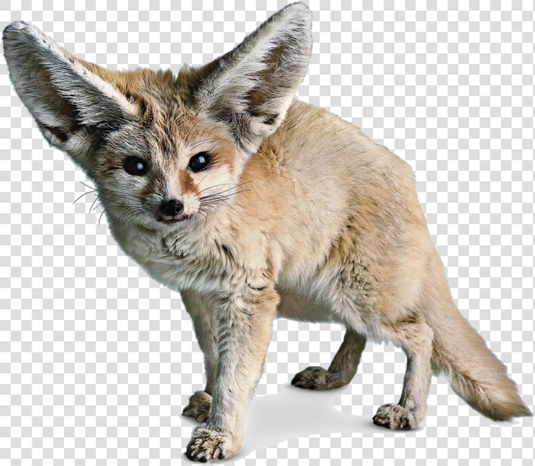 Fennec Fox Transparent Background  HD Png DownloadTransparent PNG