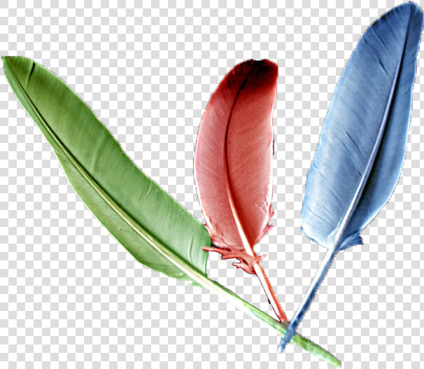 Imagenes De Plumas  HD Png DownloadTransparent PNG