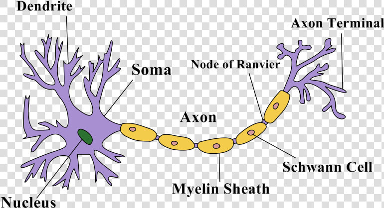 Transparent Neurons Png   Nerves Are Made Up  Png DownloadTransparent PNG