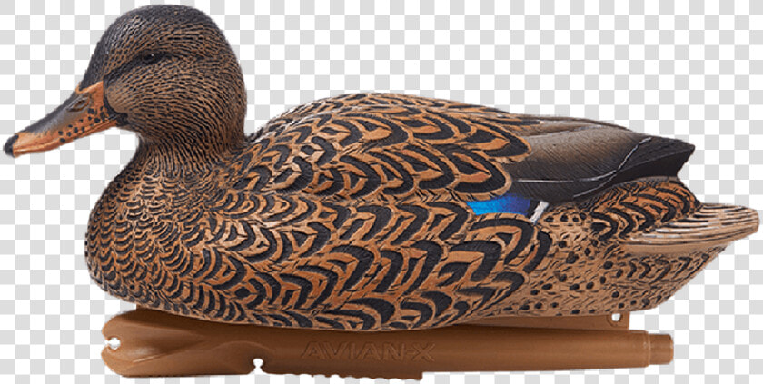 Avian x Foam Filled Oversized Mallard 6 Pack   Avian X Mallard  HD Png DownloadTransparent PNG