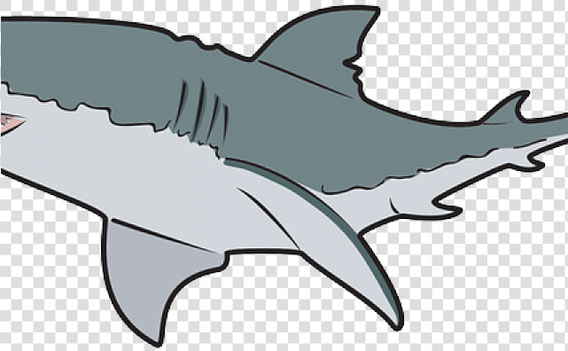 Bull Shark Clipart Outline   Great White Shark Clipart Png  Transparent PngTransparent PNG