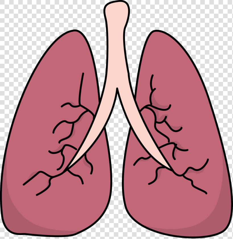 Lungs Clipart Pulmones   Lungs Clipart  HD Png DownloadTransparent PNG