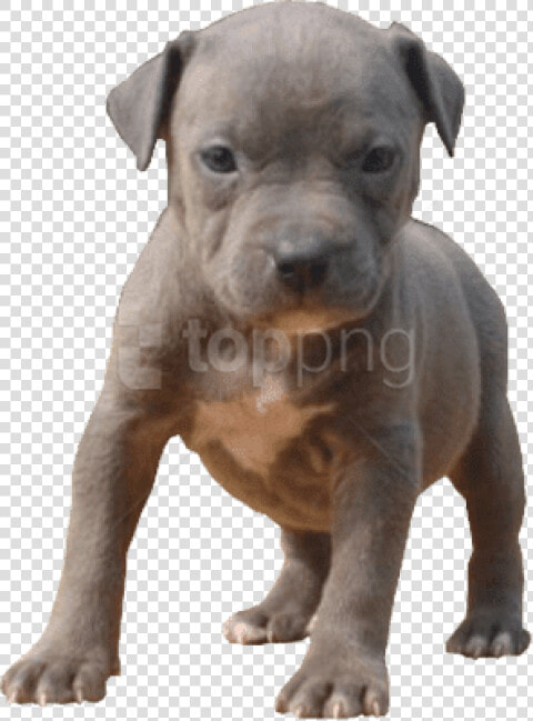 Pitbull Dog Png   Pitbull Puppy Transparent Background  Png DownloadTransparent PNG