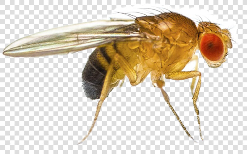 Fruit Fly Png   Fruit Flies  Transparent PngTransparent PNG