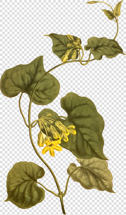 Plant flora leaf   Creeper Botanical  HD Png DownloadTransparent PNG