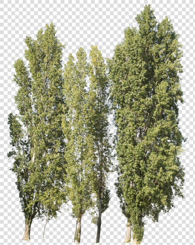 Poplar Tree Cut Out  HD Png DownloadTransparent PNG