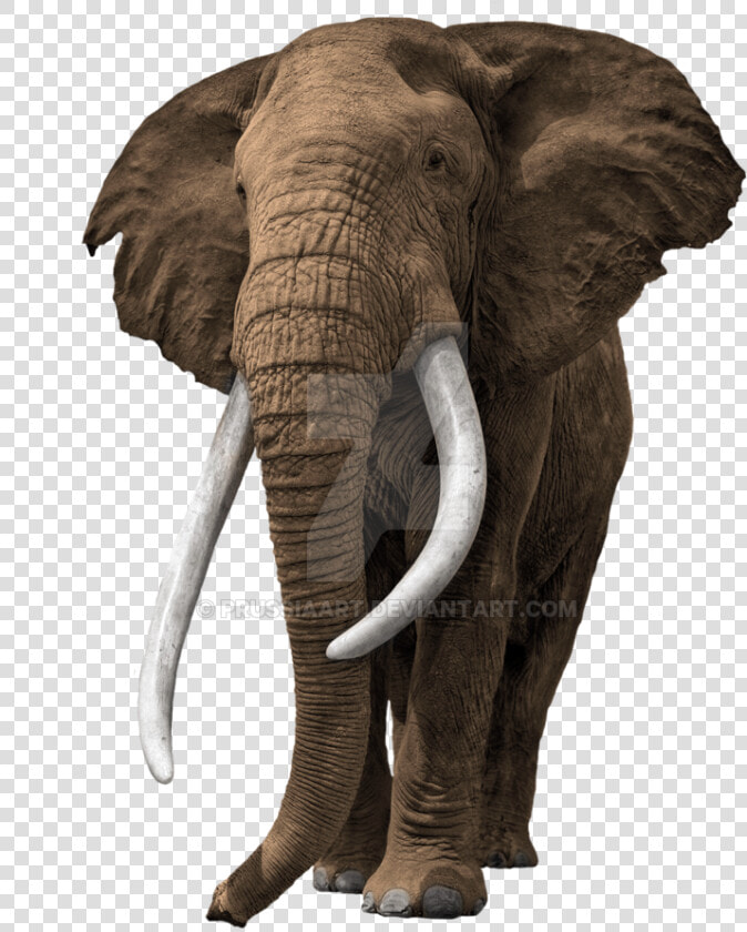 Elephant Transparent Background Prussiaart   Old African Bull Elephant  HD Png DownloadTransparent PNG