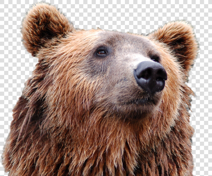 Bear Head Png Image   Puppy Russian Bear Dog  Transparent PngTransparent PNG