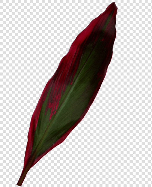 Red Shiny Leaf Ti   Canna Family  HD Png DownloadTransparent PNG