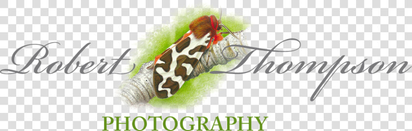 Robert Thompson Logo   Snout Moths  HD Png DownloadTransparent PNG