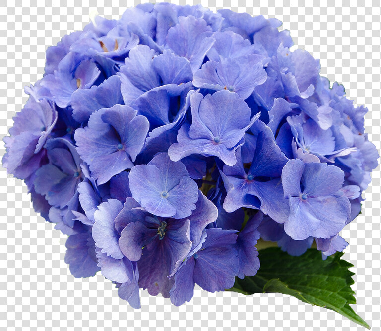 Flower Hydrangea Blue Nature Transparent Background   Hydrangea Transparent Background  HD Png DownloadTransparent PNG