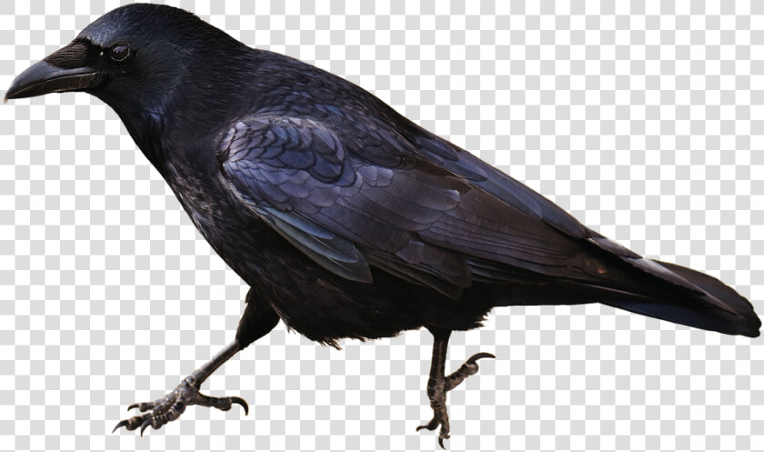 Isolated  Crow  Bird  Carrion Crows  Animal  HD Png DownloadTransparent PNG