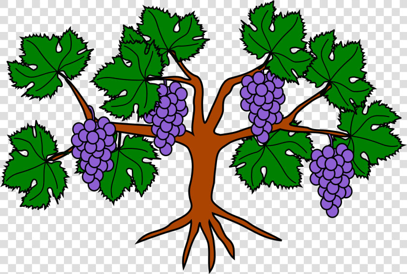 File Grapevine Wikimedia Commons   Part Of The Grape Tree Clipart  HD Png DownloadTransparent PNG