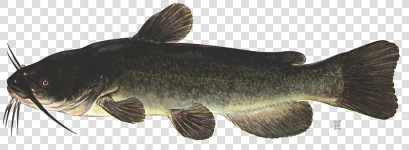 Brown Bullhead Catfish  HD Png DownloadTransparent PNG