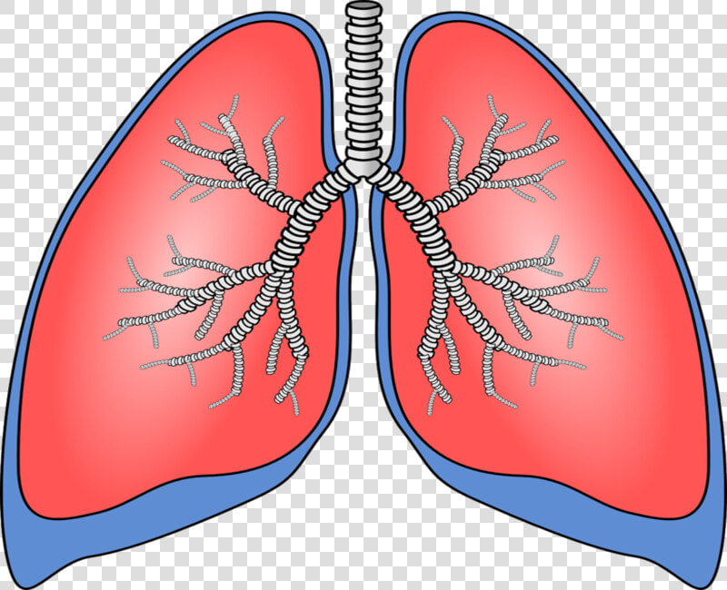 Breath Diagnostics And Mayo Clinic Partner On New Lung   Lung Clipart  HD Png DownloadTransparent PNG