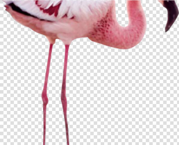 Flamingo Png Transparent Images   Wing Mystery Of The Flamingos  Png DownloadTransparent PNG