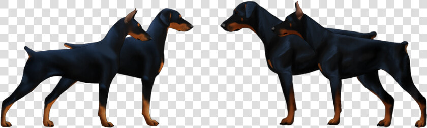 European Doberman Pinscher Vs American  HD Png DownloadTransparent PNG