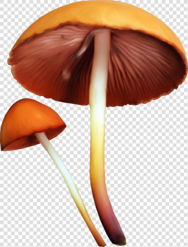 Edible Mushroom Fungus Clip Art   Mushroom Png  Transparent PngTransparent PNG