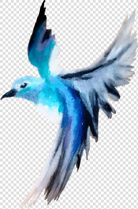  bird  cute  pretty  blue  free  madebyme  madebymyself   Blue footed Booby  HD Png DownloadTransparent PNG