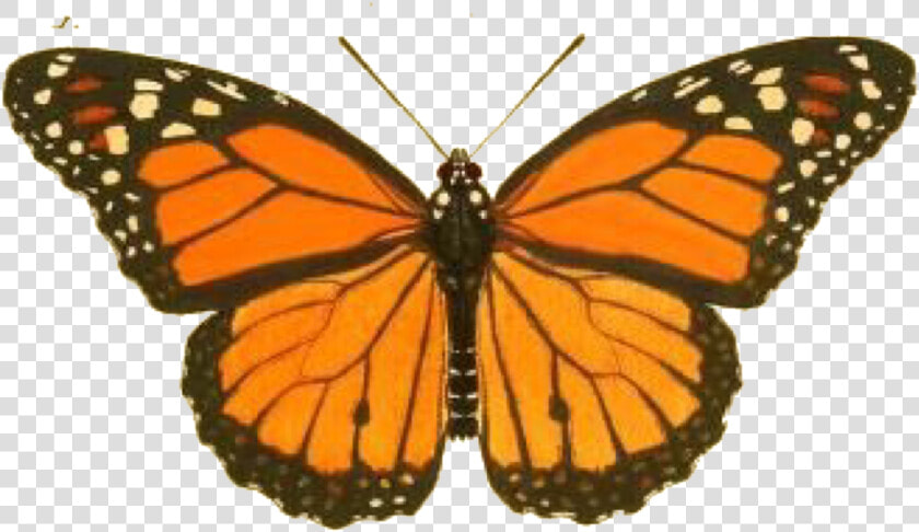  orange  aesthetic  butterfly  wings  monarch  freetoedit   Monarch Butterfly Scientific Drawing  HD Png DownloadTransparent PNG