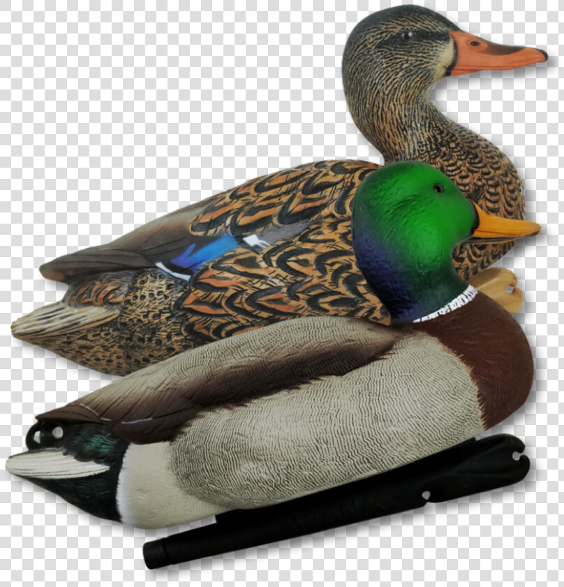 Transparent Duck Hunt Duck Png   Mallard  Png DownloadTransparent PNG