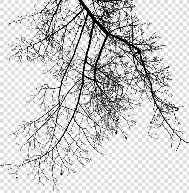 Download Branch Png File   Winter Tree Branch Png  Transparent PngTransparent PNG