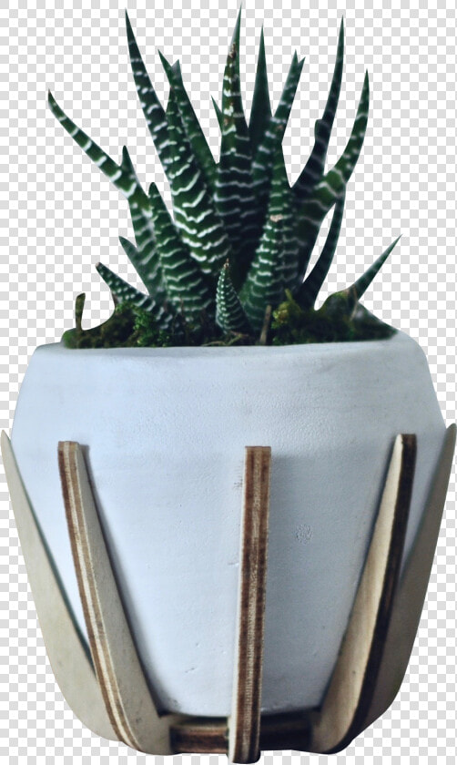 Green Zebra White Pot   Agave  HD Png DownloadTransparent PNG