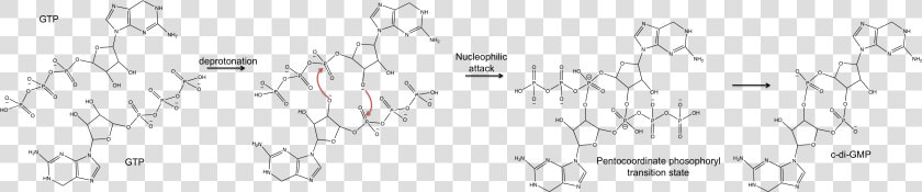 C Di Gmp Possible Mechanism   Diguanylate Cyclase  HD Png DownloadTransparent PNG