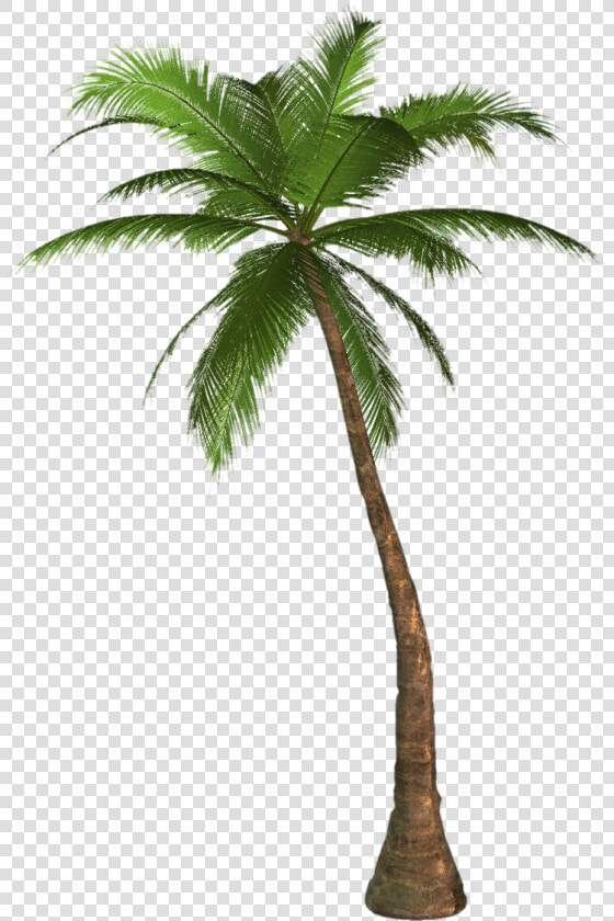 Arecaceae Desktop Wallpaper Tree Clip Art   Transparent Background Palm Tree Clipart  HD Png DownloadTransparent PNG